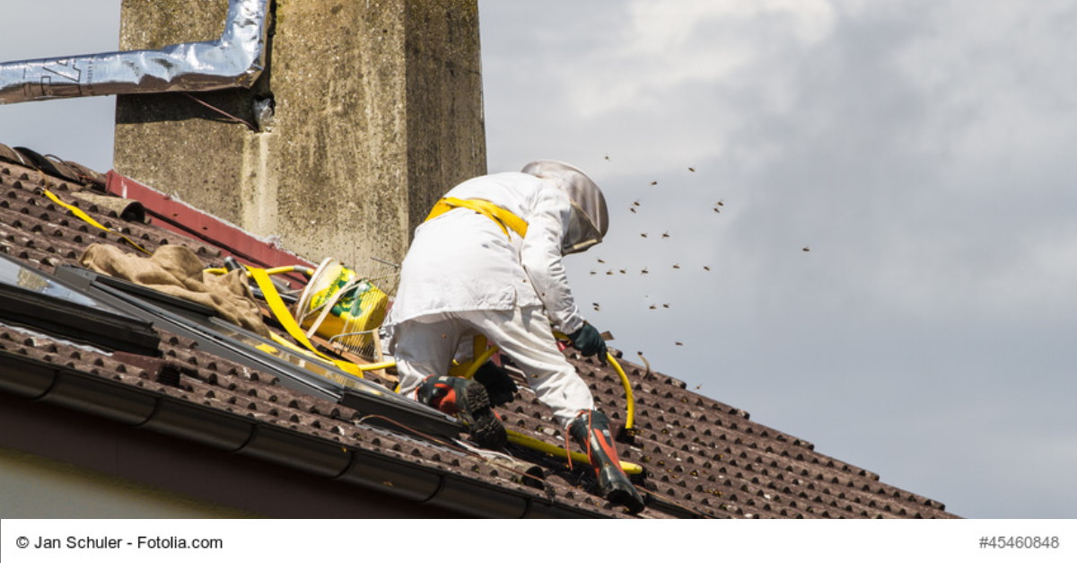 Wespennest Entfernen Zu Wucherpreisen So Wehren Sie Sich Gegen Abzocke Verbraucherzentrale